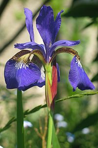 Iris sibirica