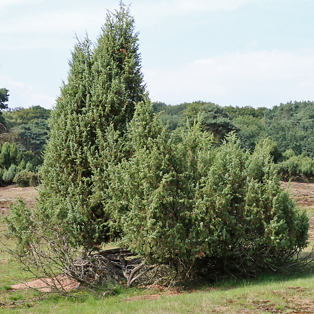 Juniperus communis