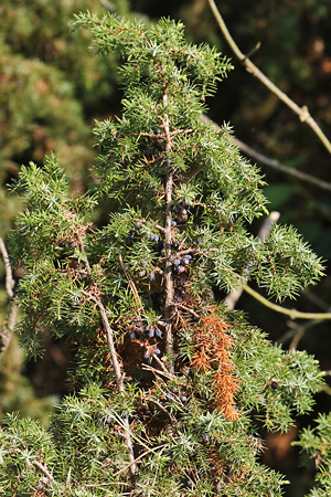 Juniperus communis
