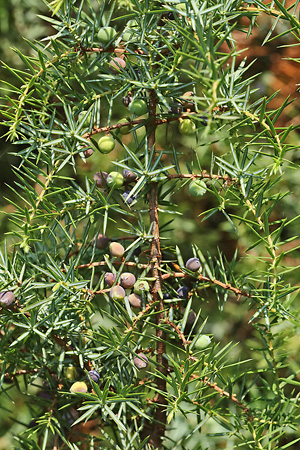 Juniperus communis