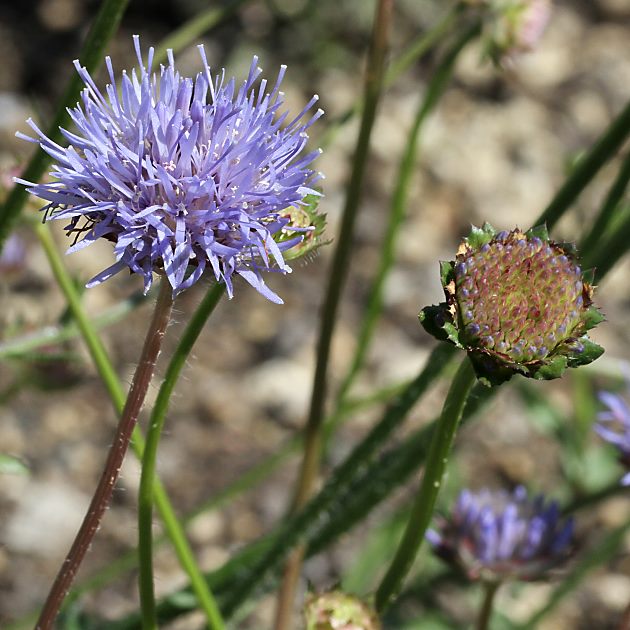Jasione laevis