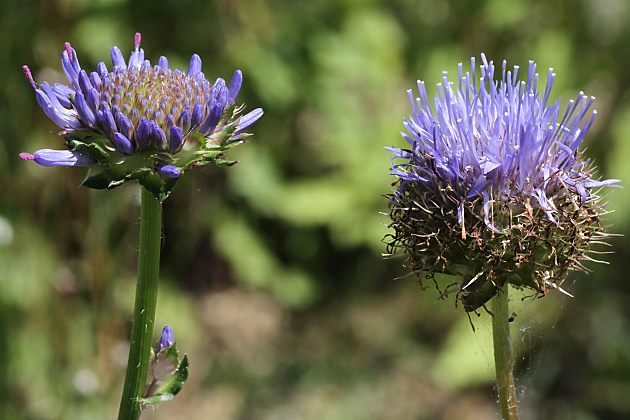 Jasione laevis
