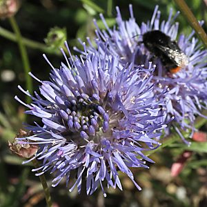 Jasione laevis