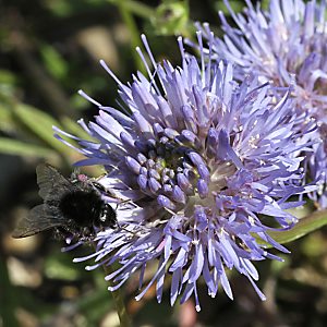 Jasione laevis