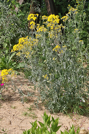 Jacobaea maritima / Senecio maritimus