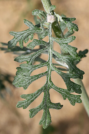 Jacobaea maritima / Senecio maritimus