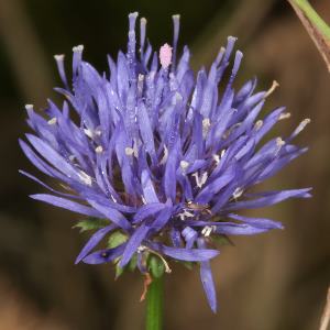 Jasione montana