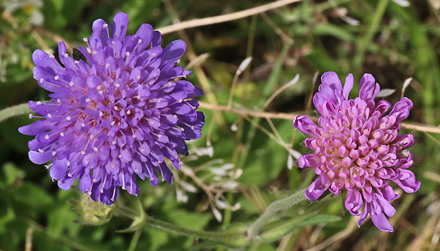 Knautia arvensis