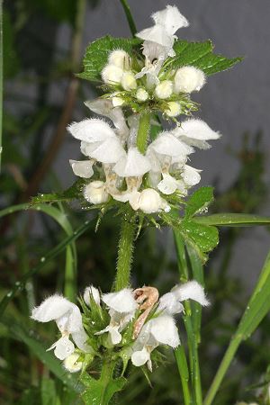 Lamium album