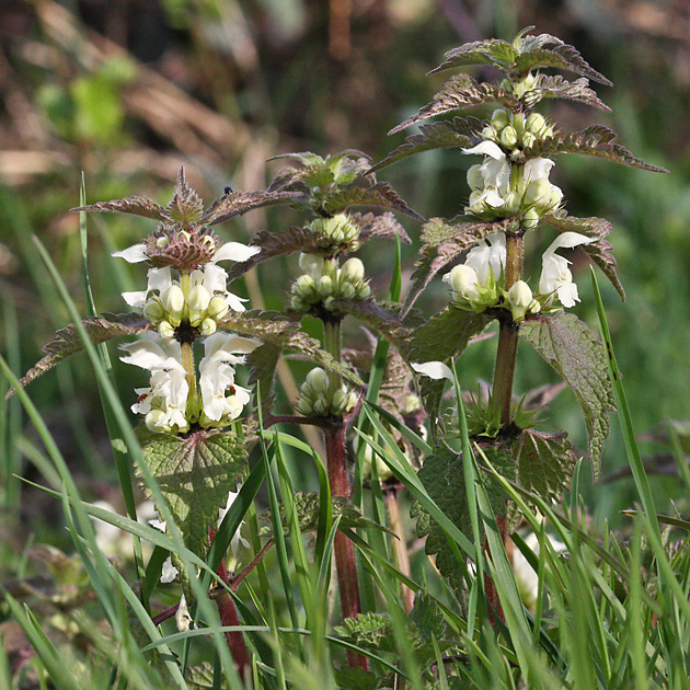 Lamium album