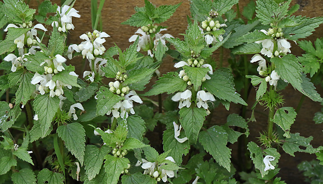 Lamium album