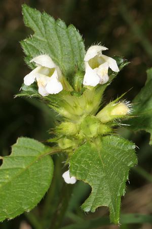 Lamium album