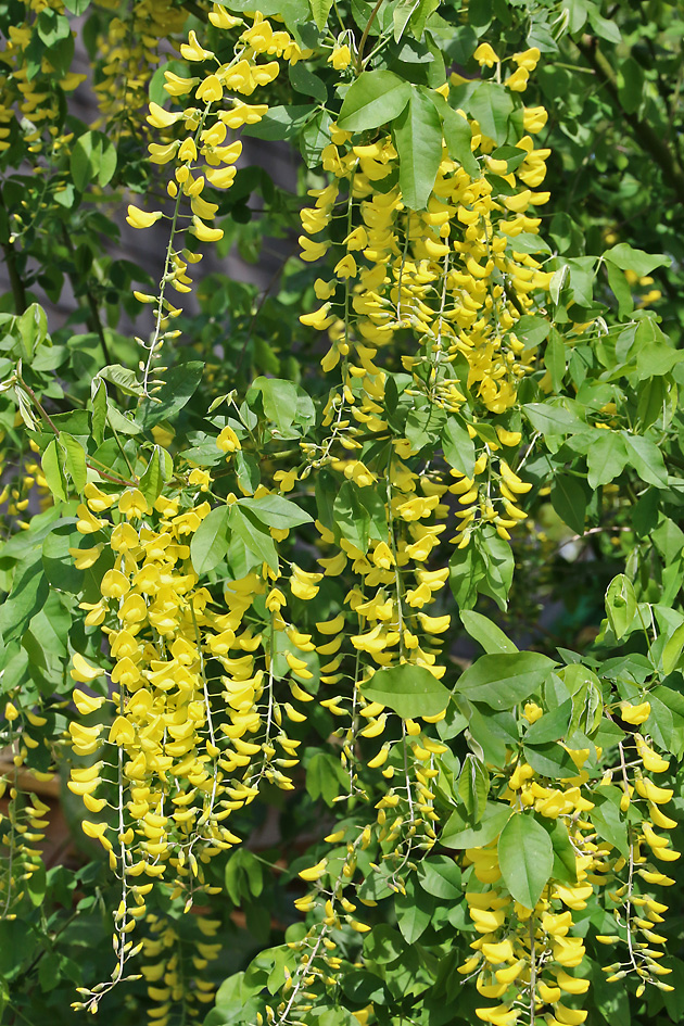 Laburnum anagyroides