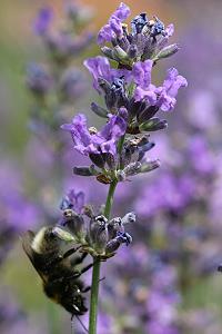 Lavandula angustifolia