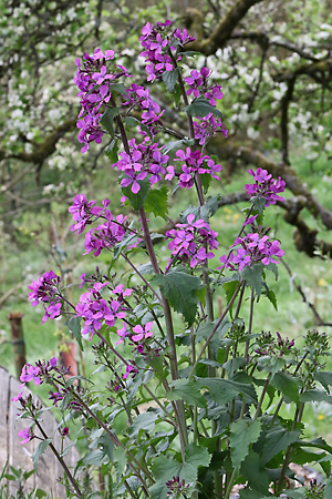 Lunaria annua