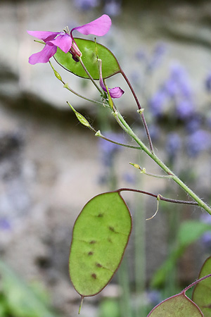 Lunaria annua