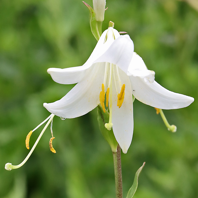 Blütenpflanzen Liliaceae Liliengewächse