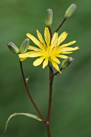 Lapsana communis