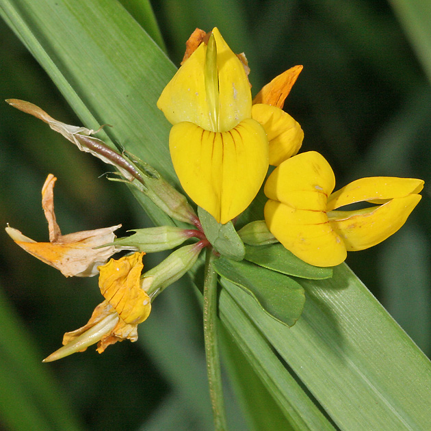 Lotus corniculatus