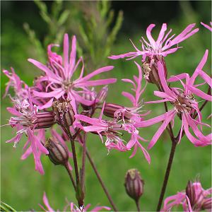 Blütenpflanzen Caryophyllaceae Nelkengewächse