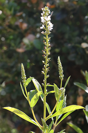 Lysimachia fortunei