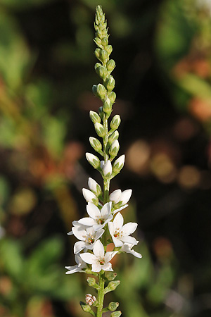 Lysimachia fortunei