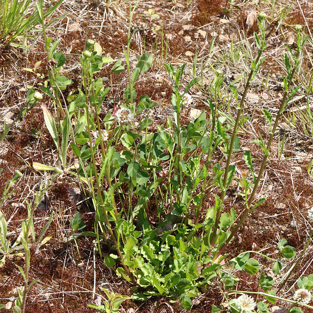 Leucanthemum ircutianum