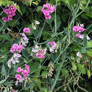 Lathyrus latifolius