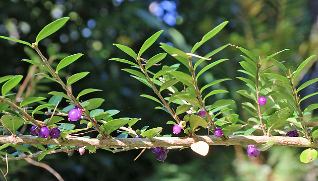 Lonicera ligustrina var. pileata