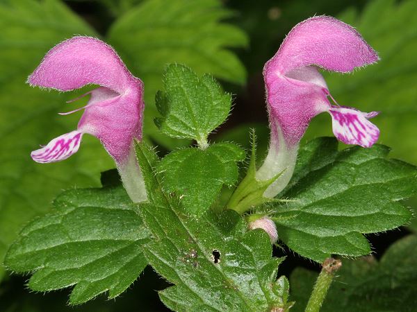 Lamium maculatum
