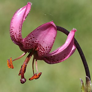 Lilium martagon