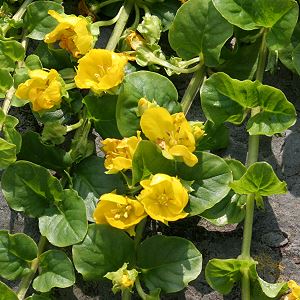 Lysimachia nummularia