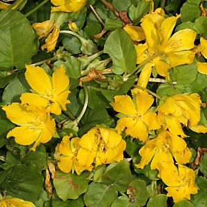 Lysimachia nummularia