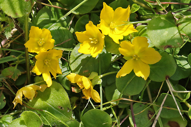 Lysimachia nummularia