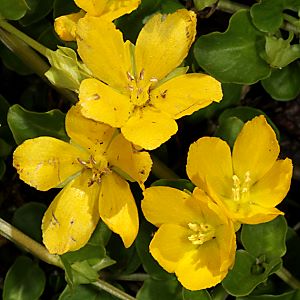 Lysimachia nummularia