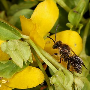 Lysimachia nummularia