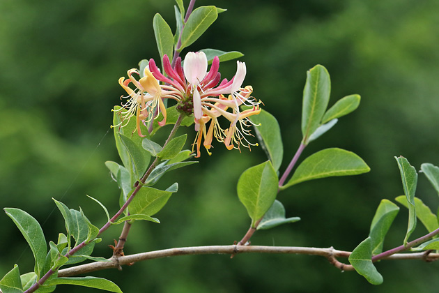 Lonicera periclymenum