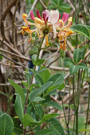 Lonicera periclymenum