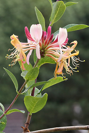 Lonicera periclymenum