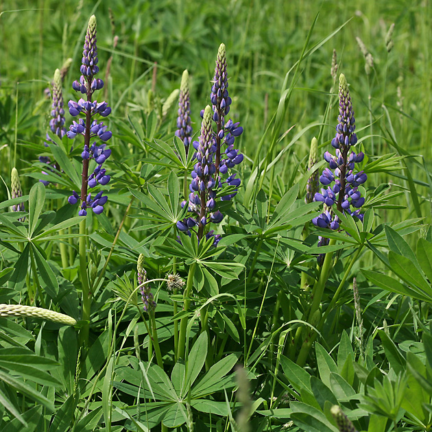 Lupinus polyphyllus