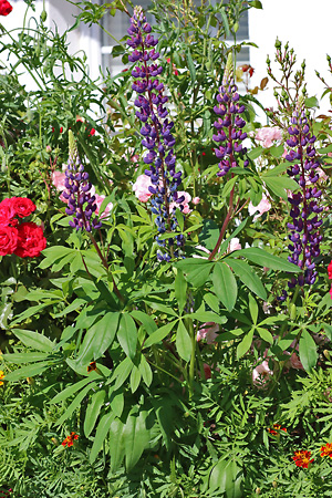 Lupinus polyphyllus