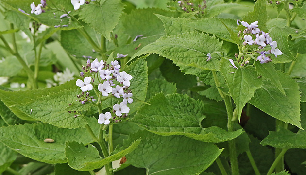 Lunaria rediviva
