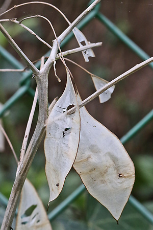 Lunaria rediviva