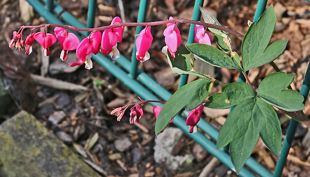 Lamprocapnos spectabilis