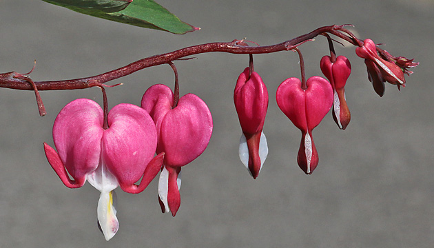 Lamprocapnos spectabilis