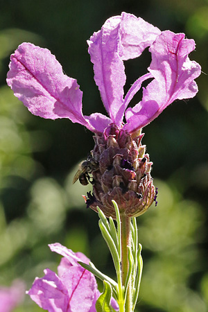 Lavandula stoechas