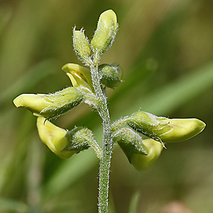Lathyrus sylvestris