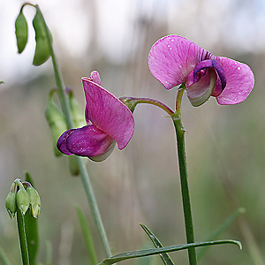 Lathyrus sylvestris