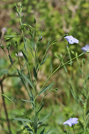 Linum usitatissimum
