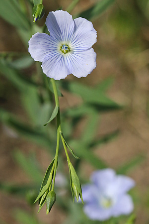 Linum usitatissimum